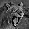 41 - Yawning lion - BEZIN SAMUEL - france